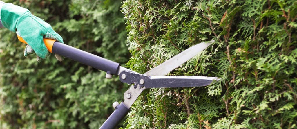 Entreprise d'élagage pour taille de haie à Tourcoing (59) Travaux de paysagisme et abattage d'arbres et arbustes à Tourcoing (59)