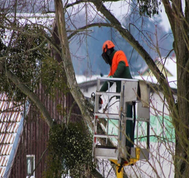 Taille d'arbres à Tourcoing (59) entreprise d'élagage professionnel pour taille de haie et abattage d'arbres et arbustes morts ou malades à Tourcoing (59)