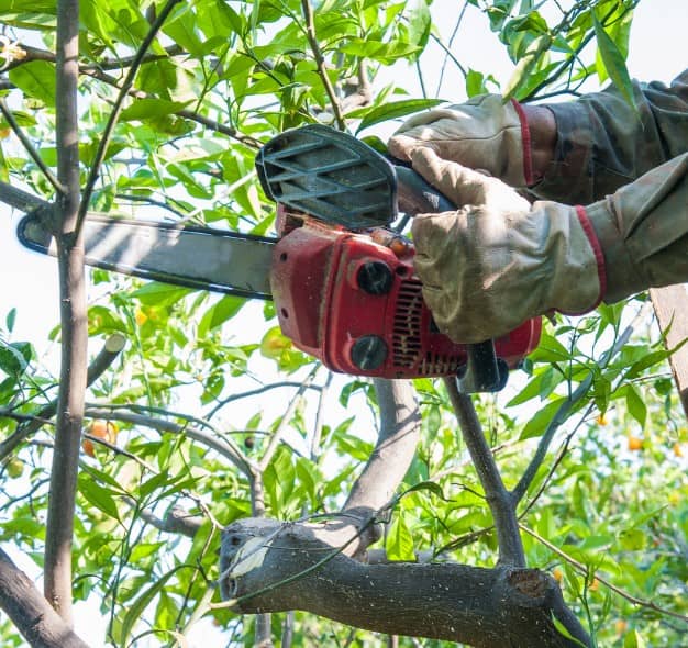 Tailler haie et abattre arbre à Tourcoing (59) Paysagiste dans le but d'élaguer arbres à Tourcoing (59)